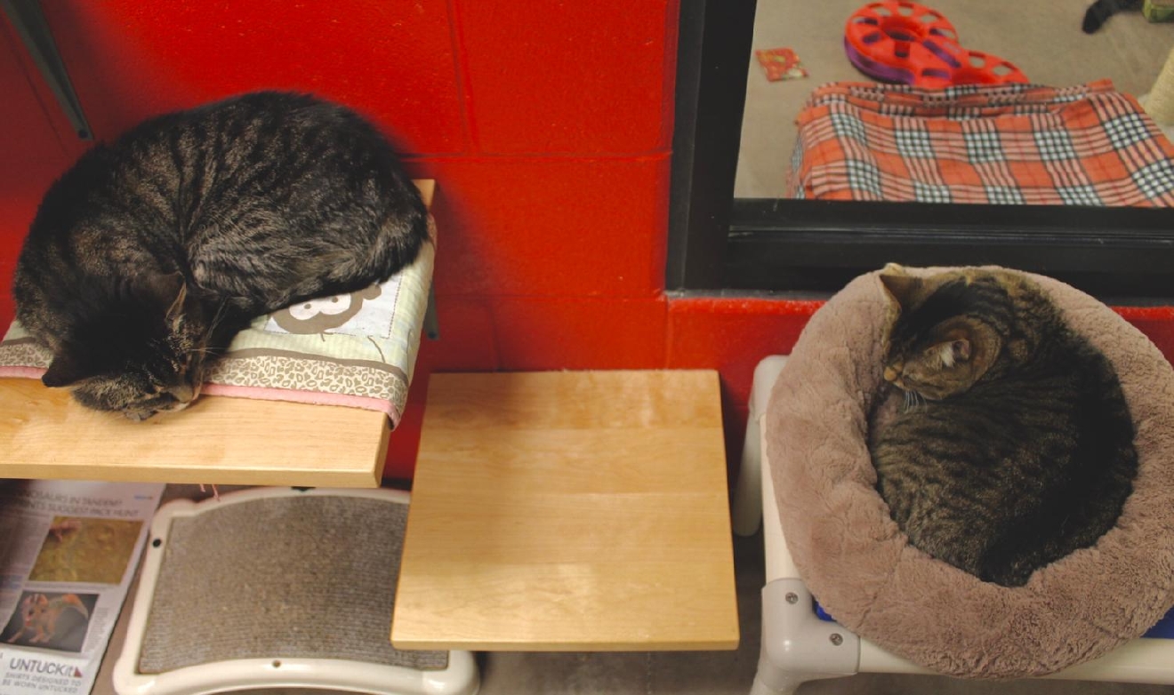 These Pics Of Rescue Cats Will Destroy You Cincinnati Refined