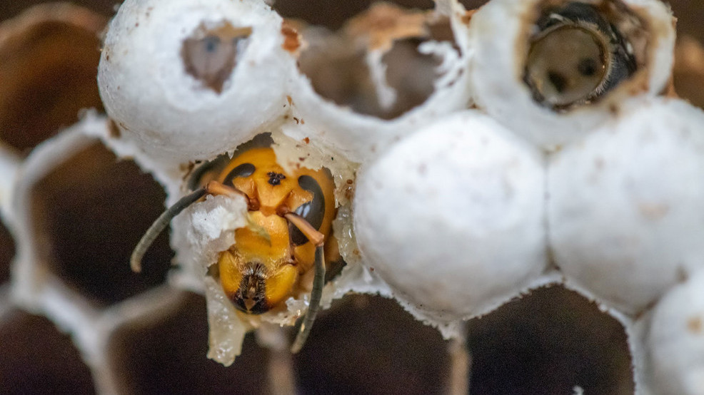 f0f16a9c-e8b2-47d2-8249-9378c19cbe02-large16x9_201110_pio_murder_hornet_nest_01.jpg f0f16a9c-e8b2-47d2-8249-9378c19cbe02-large16x9_201110_pio_murder_hornet_nest_01.jpg
