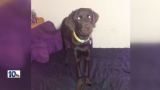 Only on 10: Dog shot in Rehoboth, family to be reunited with pet
