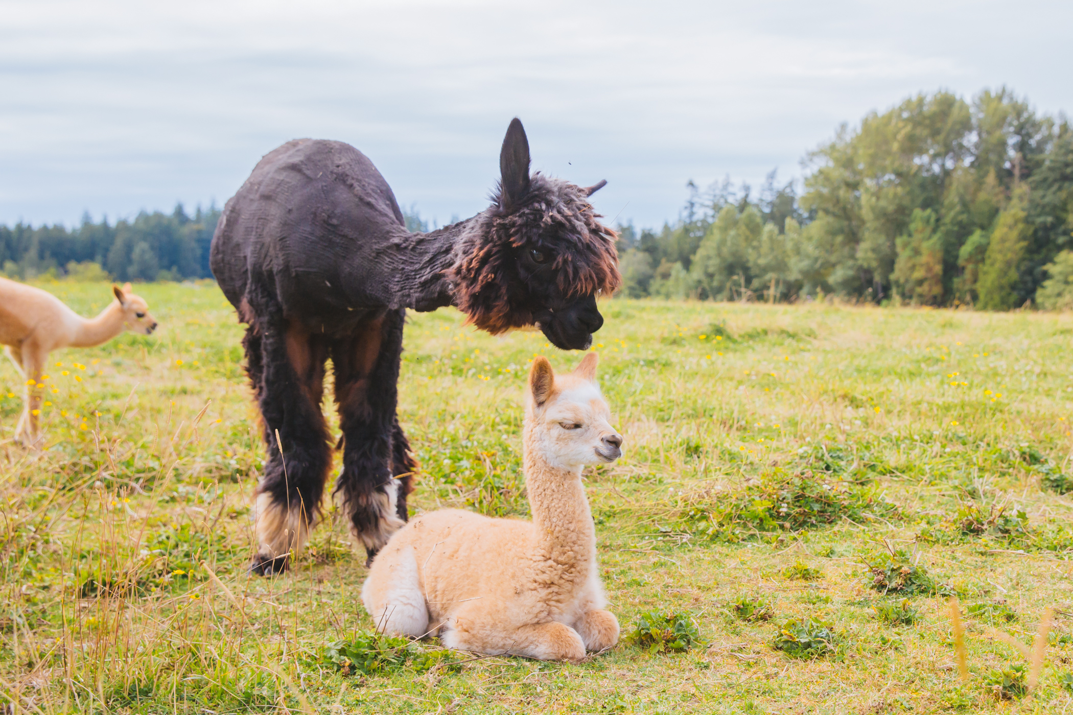RUFFined Spotlight Solcita & Lana Linda the Baby Alpacas Seattle Refined