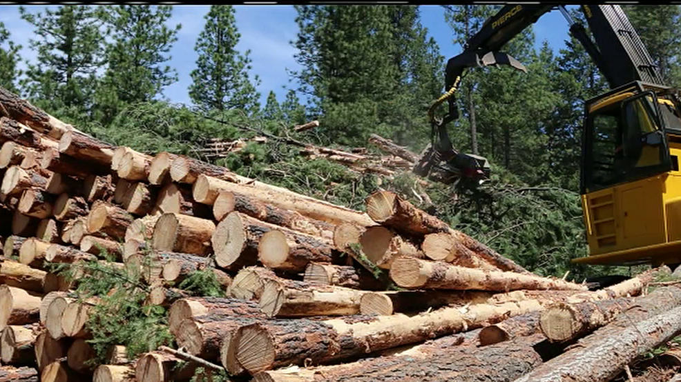 Unprecedented agreement between Timber and Environmental groups signed