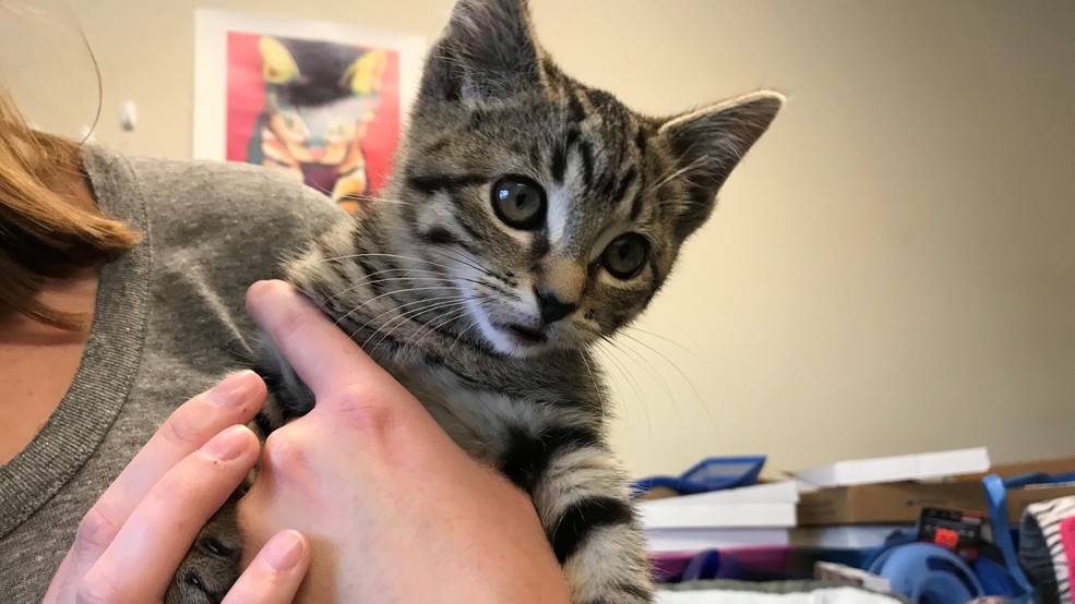 Kittens For Sale In Pa Craigslist - petfinder
