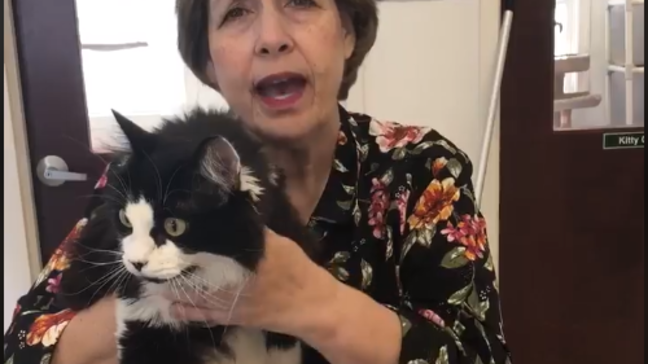 Pet of the Week: Gizmo