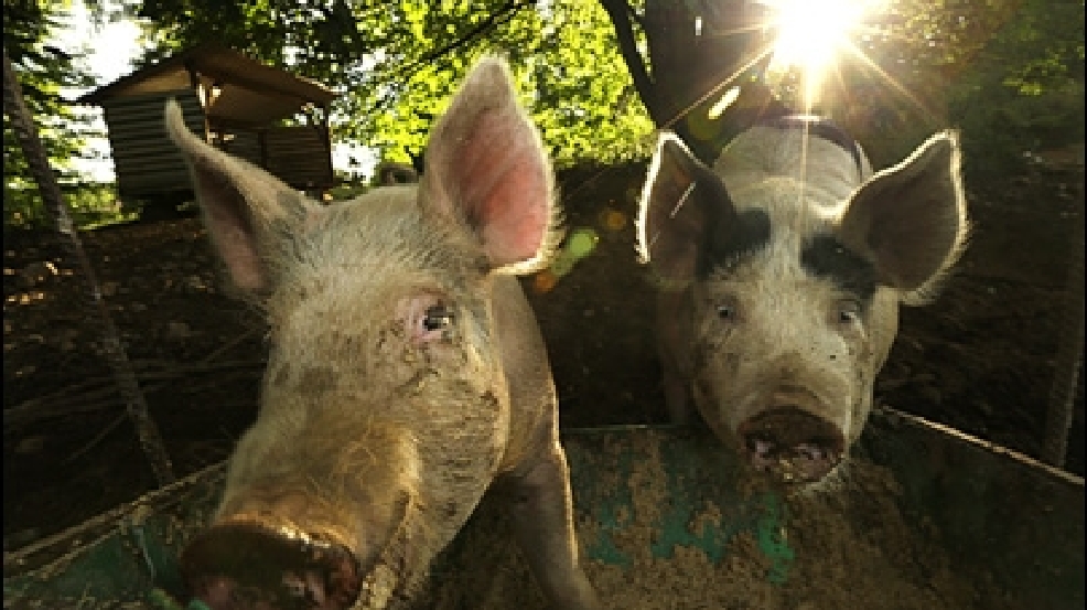 130627_pot_pigs_405.jpg