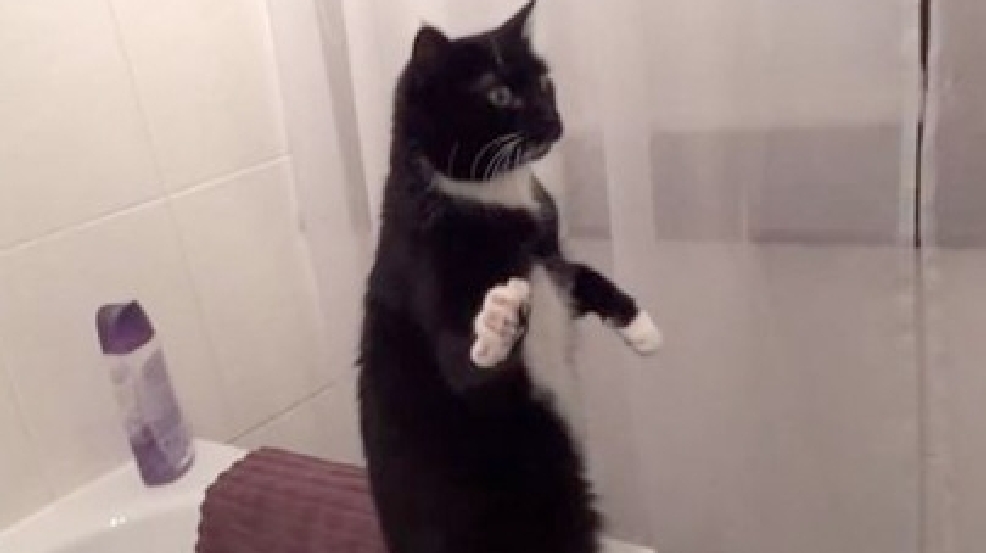 130410_cat_wave.jpg