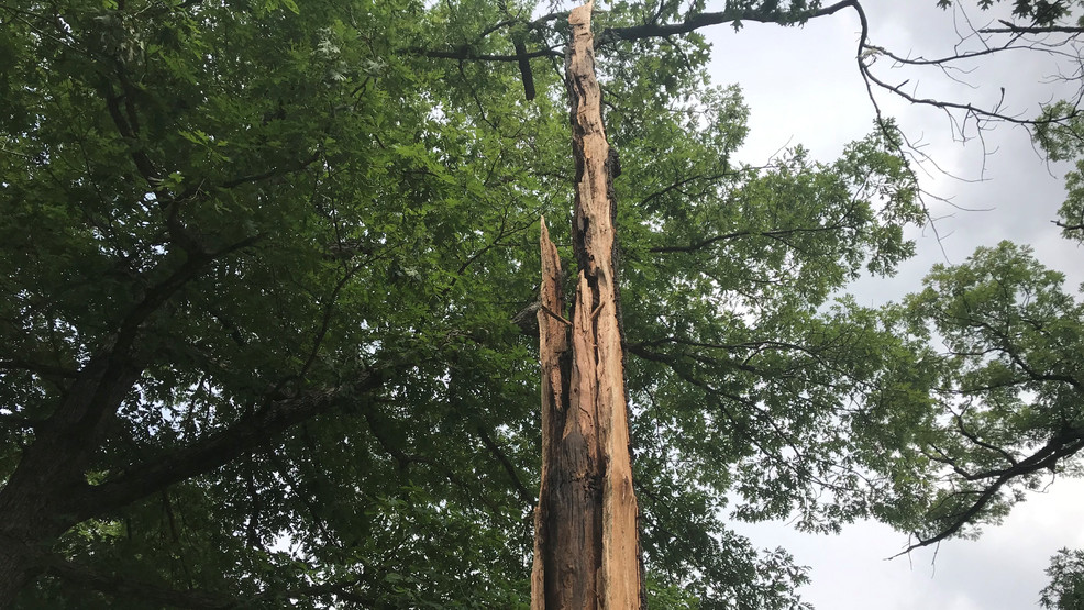 Lightning Strike Nearly Obliterates Tree Ktvo 