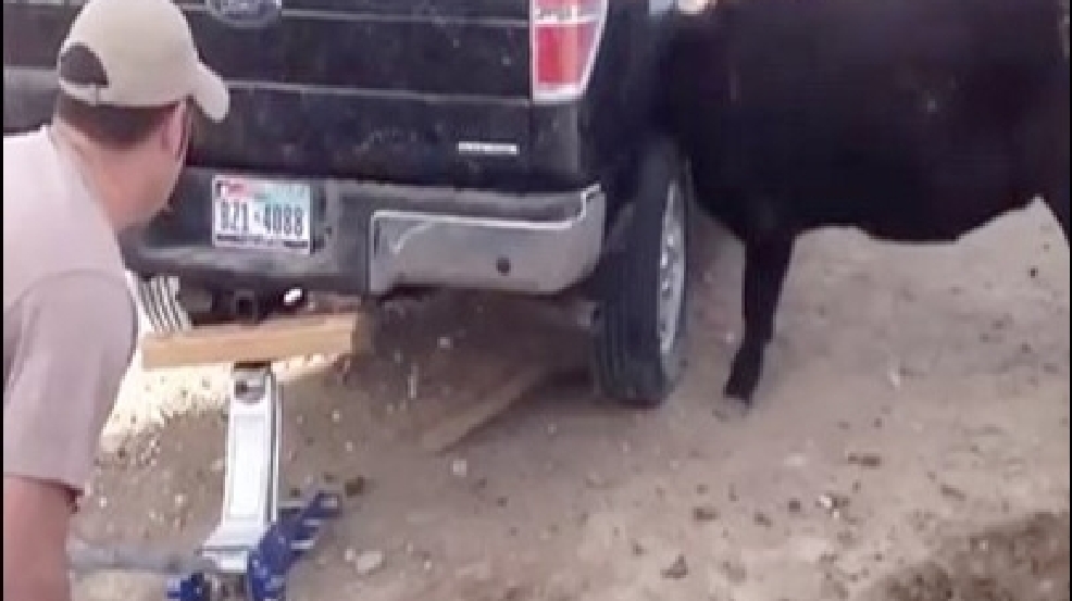 130418_cow.jpg