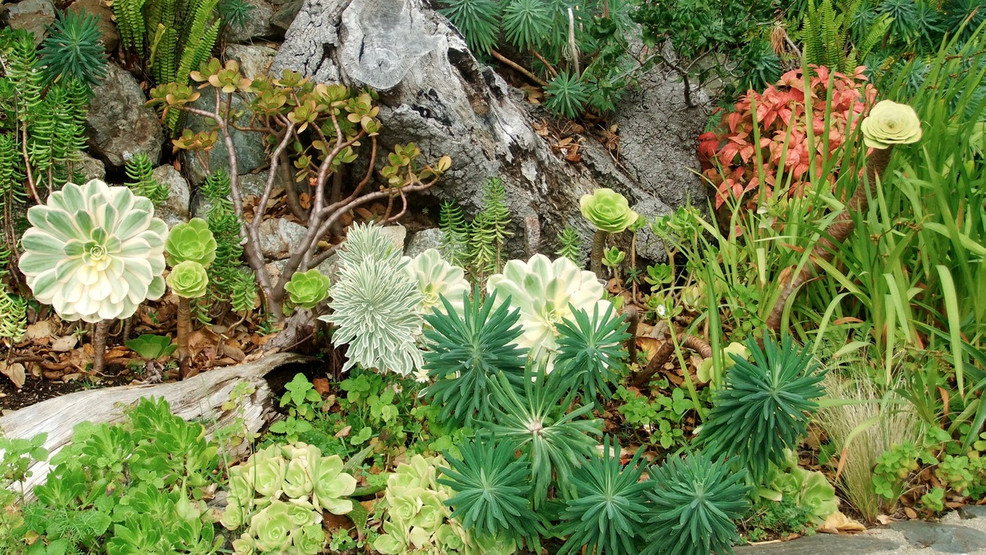 Xeriscaping Gardening Tips For A Steppe Climate Kvii