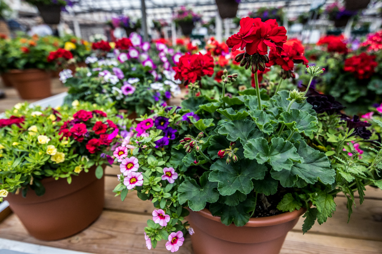 10 Awesome Garden Centers That Are Ready to Help Your Yard Flourish