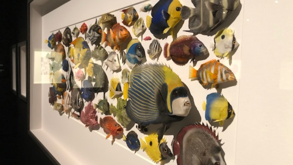 'Exquisite Creatures' exhibit brings art and science together at OMSI