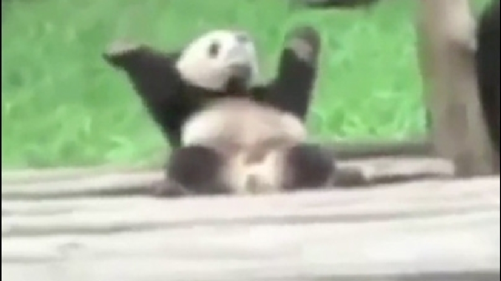 140619_panda.jpg