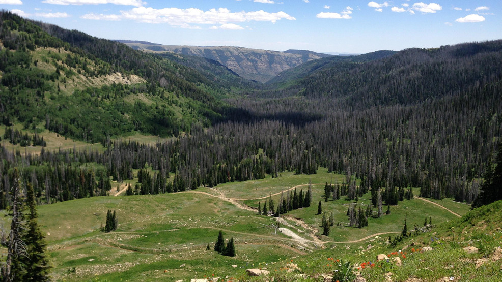 MantiLa Sal National Forest proposes restoration project to improve