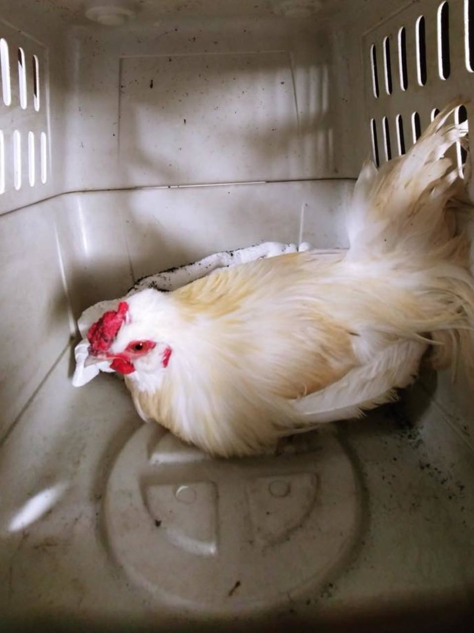 Augusta Police Capture Wayward Chicken In Olive Garden Parking Lot