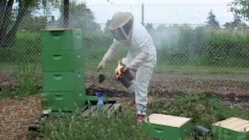 bee.png bee.png