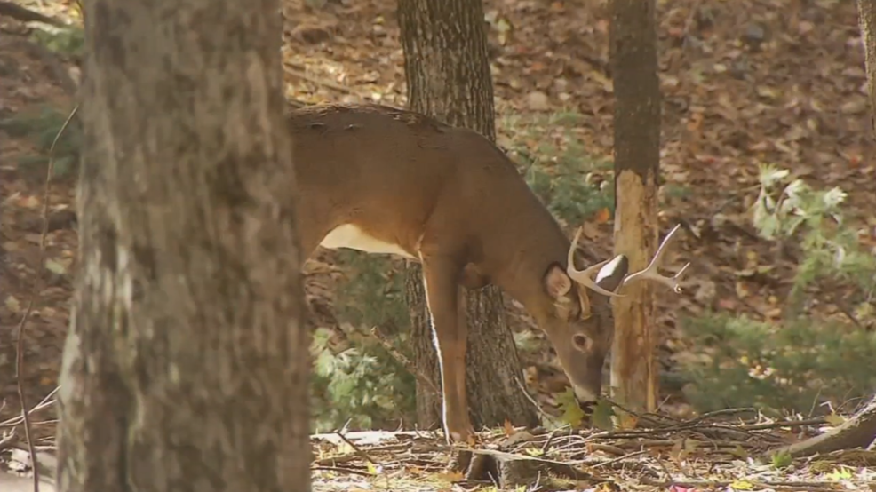 Maine hunters on track to harvest more than 30,000 deer this year WGME