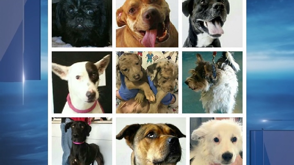 Animal Welfare League of Queen Anne's County bringing in dogs from New