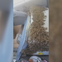 Waynesville man drives 40 miles with 3,000 bees loose in truck cab