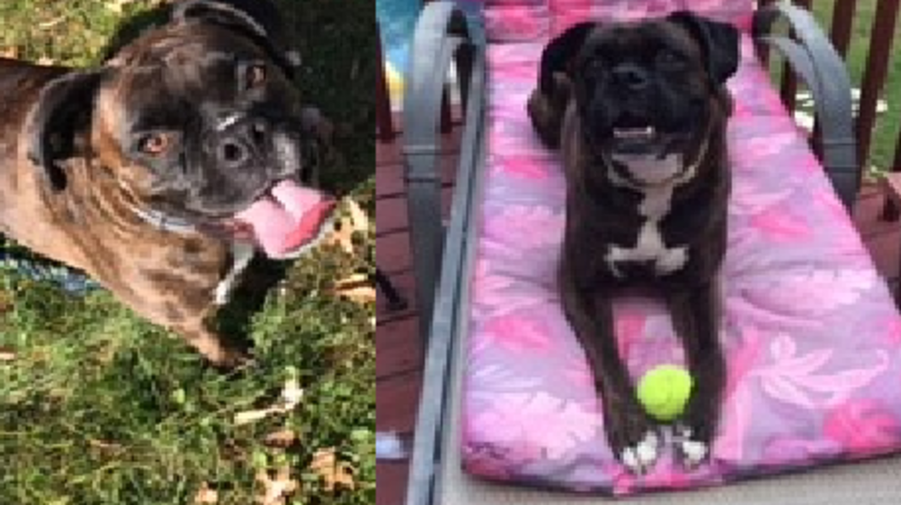 Colonie dog attacked and killed by neighbor’s dogs WRGB