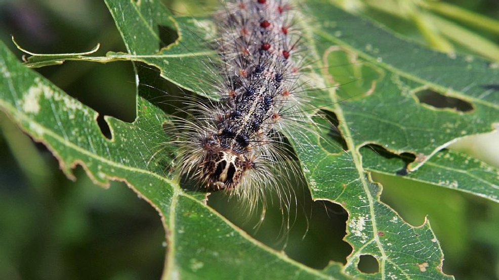 Spraying proposed to kill gypsy moths in Seattle, Kent, KOMO