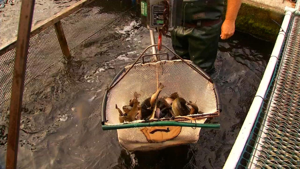 Local fish hatchery helps make big economic impact WLOS