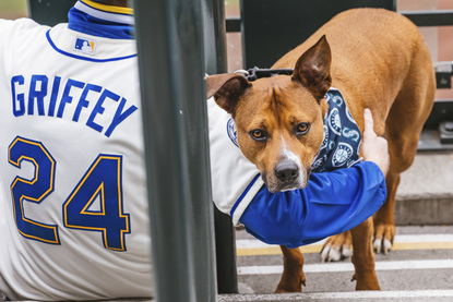 mariners dog jersey