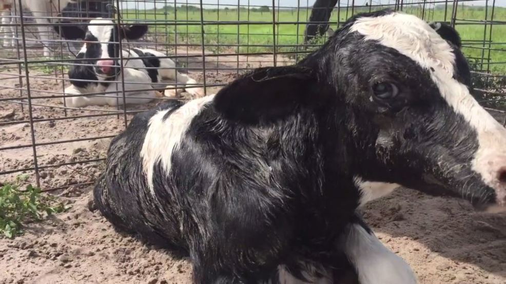 ARM releases 4th cow abuse video WPEC