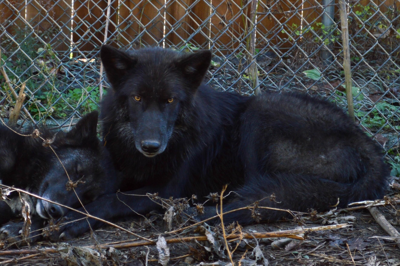 Learn How To Play With Wolves At This Indiana Wolf Sanctuary