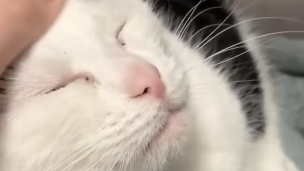 World's worst cat (Mitchell County Animal Shelter) Screen Shot 2020-01-27 at 10.16.15 PM.png