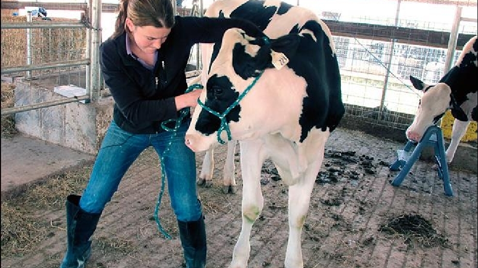 Dairies pamper cows with chiropractors, waterbeds KOMO