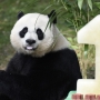 National Zoo hosts sweet birthday bash for panda cub Bei Bei