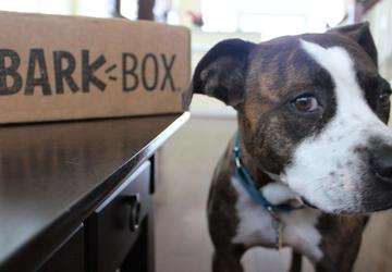 barkbox reviews large dog