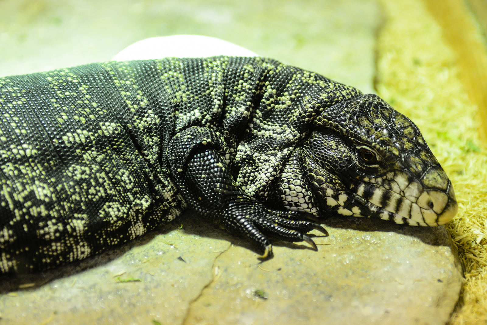 A day trip out to Monroe's Reptile Zoo Seattle Refined