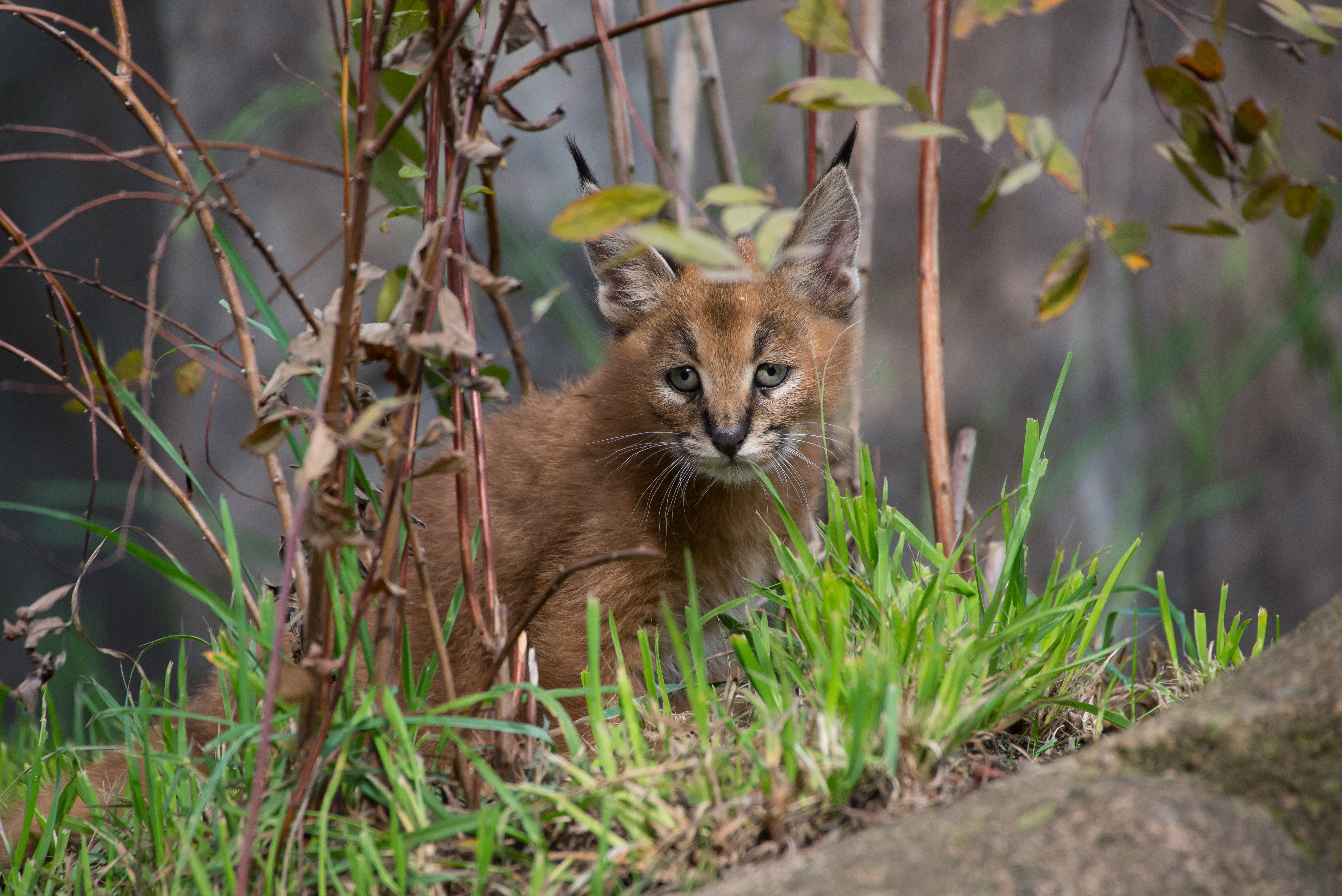 What's a caracal kitten? Cute | KVAL