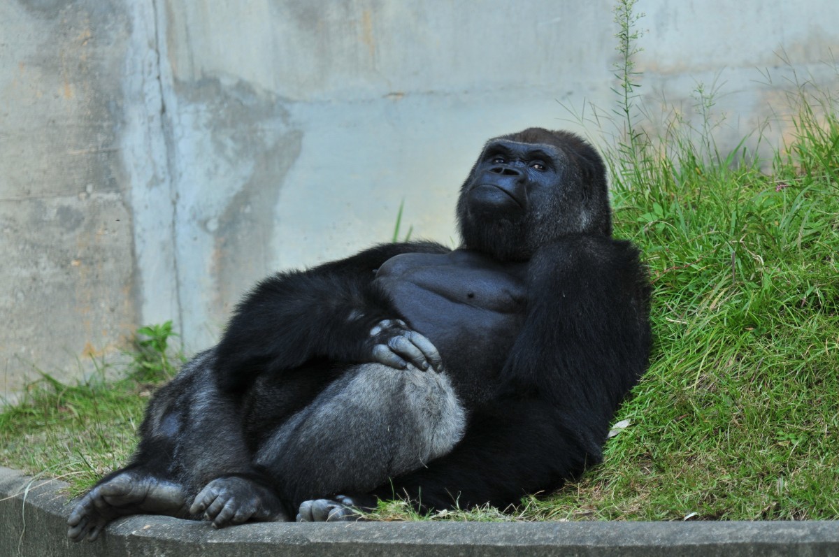 Japanese Women Go Ape Over Surprisingly Handsome Gorilla Kutv