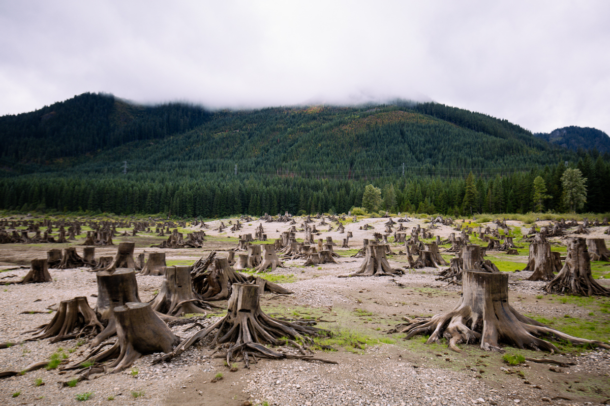 Photos Tree stumps at Keechelus Lake News, Weather, Sports, Breaking