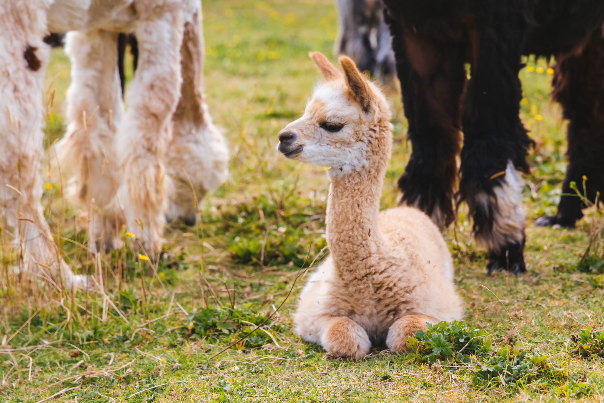 RUFFined Spotlight Solcita & Lana Linda the Baby Alpacas Seattle Refined