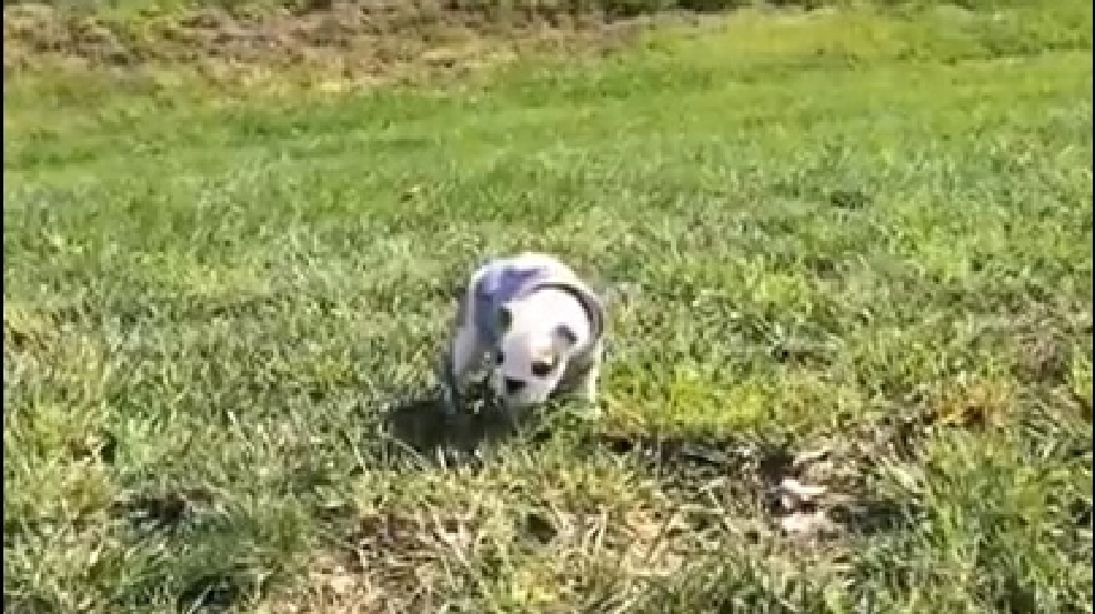 140318_dog_hill.jpg
