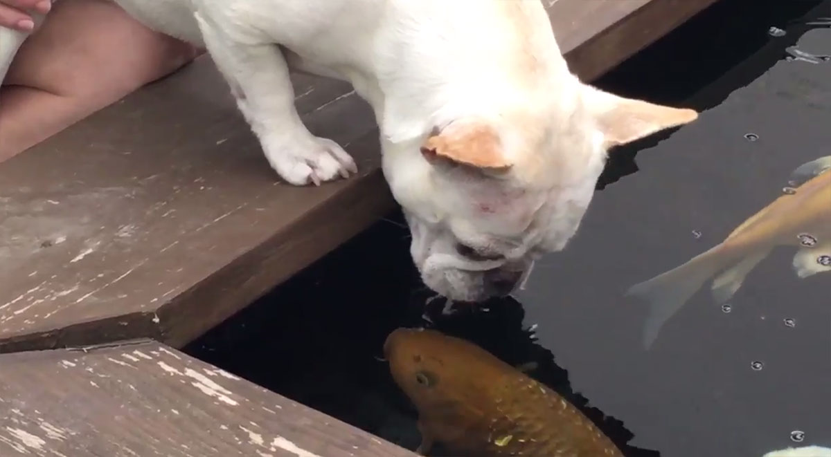 A fish tale local dog and koi fish form unlikely bond KSNV
