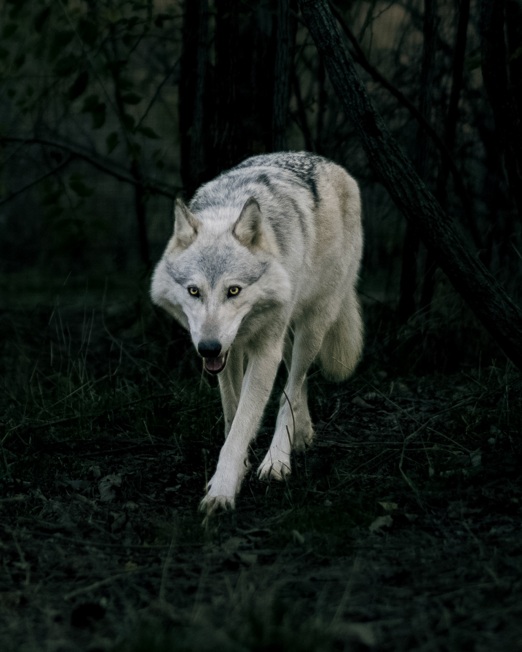 20 Incredible Photos Of The Animals At Red Wolf Sanctuary | Cincinnati