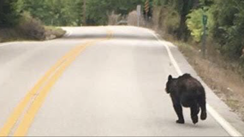 Black bears seen roaming around middle Tennessee counties WZTV