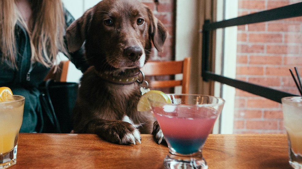 Local dog-friendly restaurants | Seattle Refined