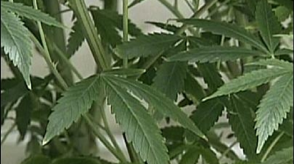 130329_marijuana_405.jpg