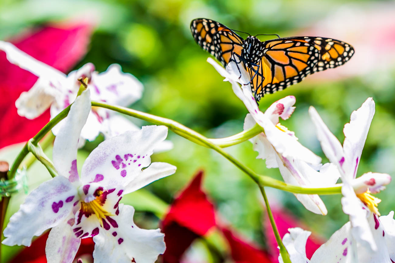 Krohn Conservatory’s Butterfly Show Is The Splash Of Color You Need In