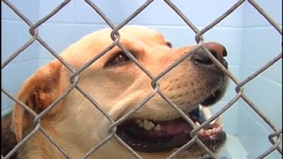 lucas county dog licenses lucas county dog licenses