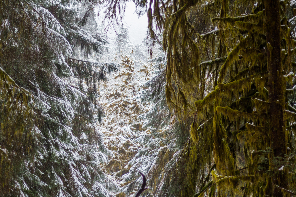 Photos Hoh rain forest turns into a "snow" forest KOMO