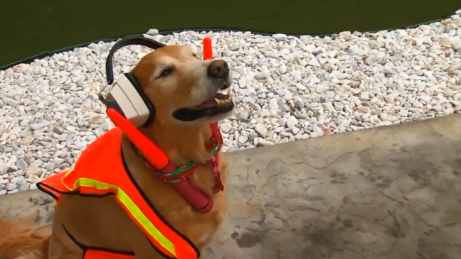 Local celebrity dog bringing smiles to hundreds of travelers, fans online