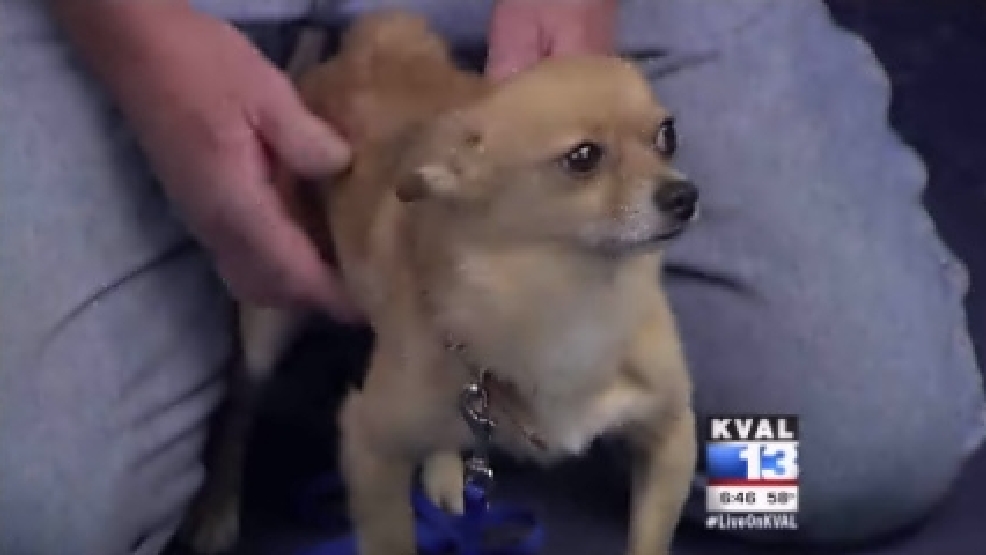 pet_wilfred.jpg