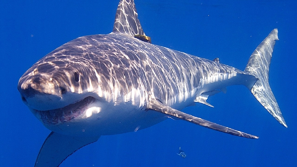 female-great-white-shark-tracked-off-eastern-shore-wjla