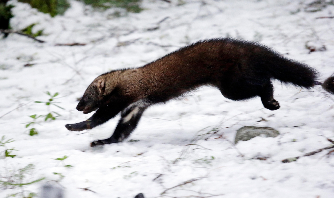 Rare weasel returns to historic range in Washington state | KOMO