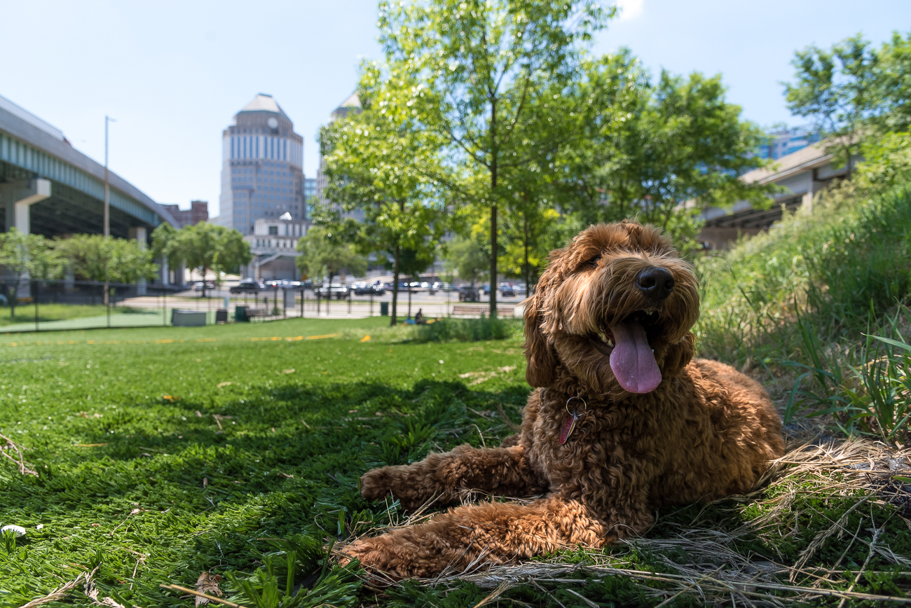 We're Pawsitive Your Pup Will Love These 8 OffLeash Dog Parks
